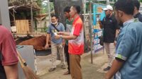 Dinas Ketahanan Pangan Kota Tangerang Sidak Pemeriksaan Hewan Kurban