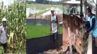 Bantuan dari Bukit Asam (PTBA) Tingkatkan Penghasilan Petani di Lampung Bantuan dari Bukit Asam (PTBA) Tingkatkan Penghasilan Petani di Lampung