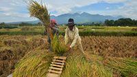 Manfaatkan Teknologi “Modern Smart Farming” Panen Raya di Jabar Meningkat 12,3 Ton Padi Per-hektare