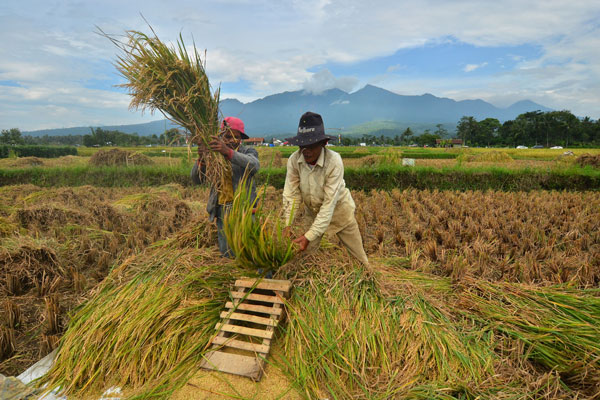 Manfaatkan Teknologi “Modern Smart Farming” Panen Raya di Jabar Meningkat 12,3 Ton Padi Per-hektare