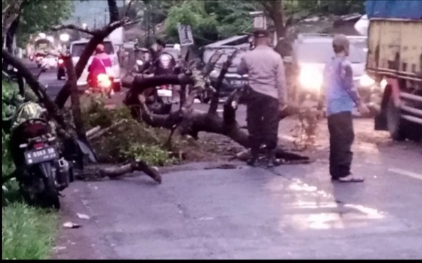 Pengendara Sepeda Motor Tertimpa Pohon Tumbang di Jalur Wisata Pantai Anyer