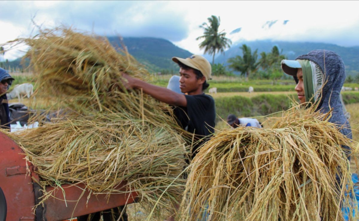 Tak Masuk Akal, Harga Beras Capai Tertinggi dalam Sejarah