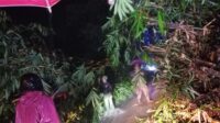 Longsor di Paninggaran Akibatkan Akar Pohon Bambu Terseret dan Menutup Jalan