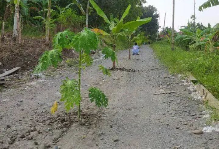 Jalan Tak Kunjung Dibangun, Warga Kesesi Kecewa dengan Janji Pemerintah Desanya