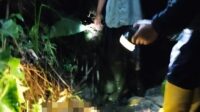 Diduga Jatuh Dari Pohon, Warga Kandangserang Ditemukan Meninggal Diduga Jatuh Dari Pohon, Warga Kandangserang Ditemukan Meninggal