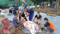Kurban 12 Ekor Sapi Jumbo, RS AR Bunda Prabumulih Tebar 1.200 Paket Daging Kurban