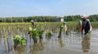 Selamatkan Pesisir Lewat Momentum Hari Menanam Pohon Nasional Selamatkan Pesisir Lewat Momentum Hari Menanam Pohon Nasional
