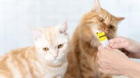 Mengapa Memilih Snack Kucing dengan Bahan 100% Ikan Asli? Mengapa Memilih Snack Kucing dengan Bahan 100% Ikan Asli?