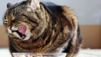Wet Food atau Dry Food: Mana yang Lebih Unggul untuk Kucing Anda? Wet Food atau Dry Food: Mana yang Lebih Unggul untuk Kucing Anda?