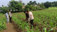 Dukung Ketahanan Pangan, Bhabinkamtibmas Polsek Baros Polresta Serkot Kunjungi Petani Jagung Dukung Ketahanan Pangan, Bhabinkamtibmas Polsek Baros Polresta Serkot Kunjungi Petani Jagung