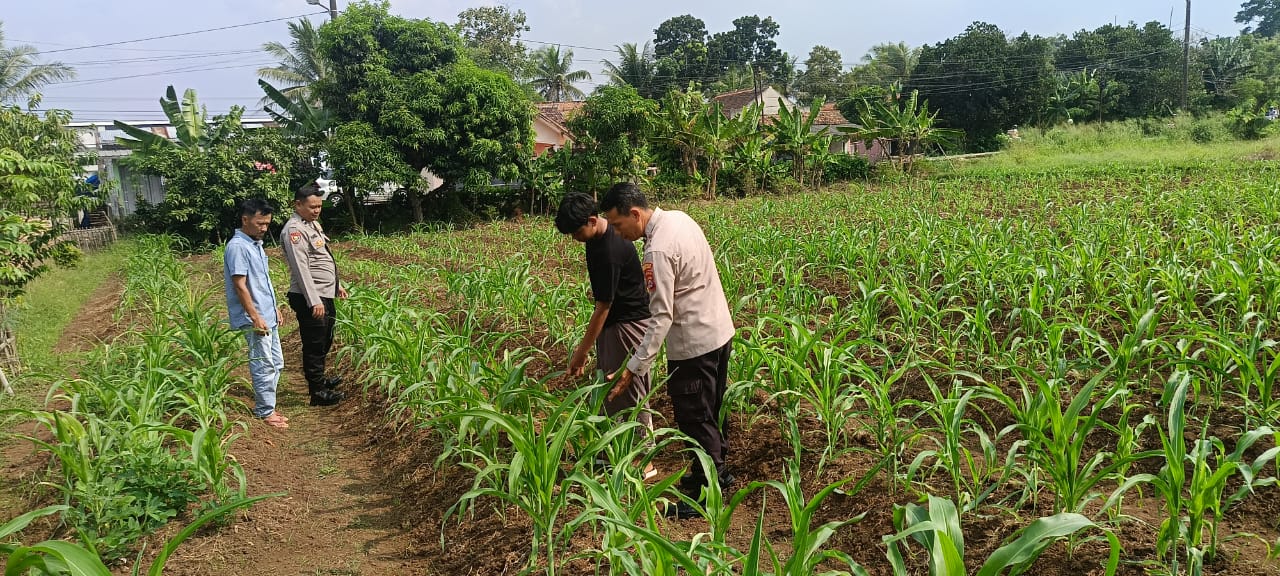 Dukung Ketahanan Pangan, Bhabinkamtibmas Polsek Baros Polresta Serkot Kunjungi Petani Jagung Dukung Ketahanan Pangan, Bhabinkamtibmas Polsek Baros Polresta Serkot Kunjungi Petani Jagung