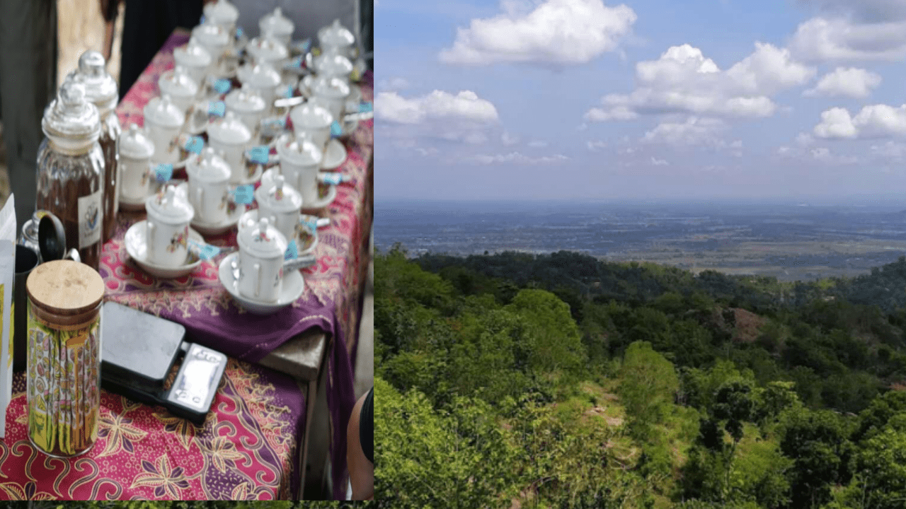 Selain Destinasi Wisata Sejarah dan Religi, Gunung Gambar Jadi Lokasi Pengembangan Budi daya Kopi