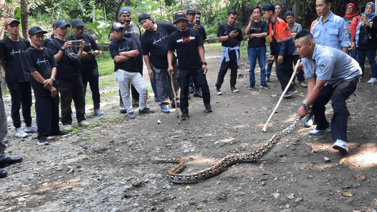 Pelatihan Penanganan Ular, Tawon, dan Biawak: Membangun Relawan Siaga Penyelamatan