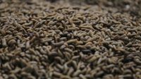 Konsisten Budi Daya Maggot, Pemkot Tangerang Sukses Kurangi Sampah Organik Sampai 15 Ton per Hari