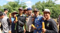 Polres Serang Peringkat Pertama Serapan Jagung ke Bulog, Capai 112 Ton hingga Akhir Oktober
