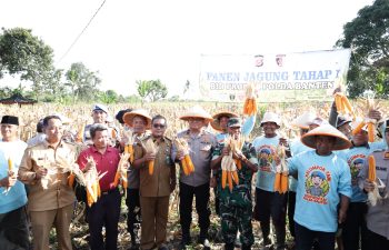 Polda Banten Panen Jagung, Dukung Program Ketahanan Pangan Nasional