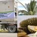 Apdurin: Durian Indonesia Jadi Komoditas Unggulan Mendunia