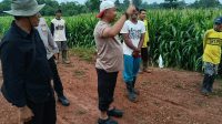 Kapolres Serang Tinjau Lahan Jagung Juara Nasional di Kecamatan Kopo