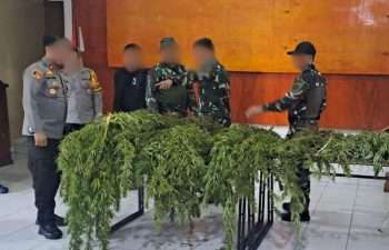 Satgas TNI-Polri Temukan Ladang Ganja di Papua, Puluhan Pohon Siap Panen Diamankan