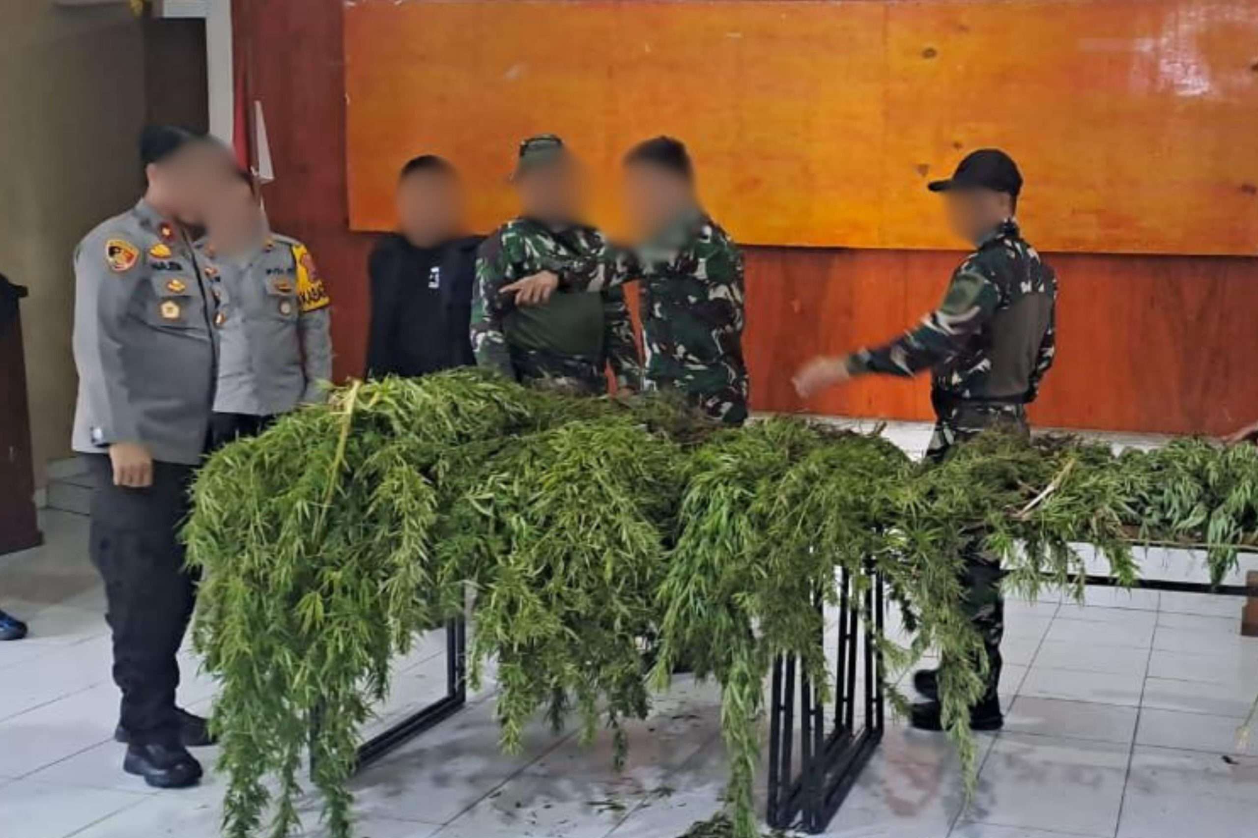 Satgas TNI-Polri Temukan Ladang Ganja di Papua, Puluhan Pohon Siap Panen Diamankan Satgas TNI-Polri Temukan Ladang Ganja di Papua, Puluhan Pohon Siap Panen Diamankan