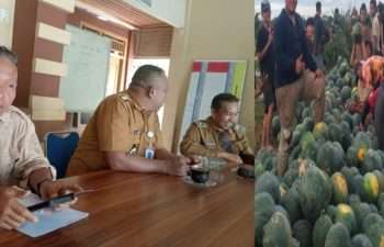 Desa Cinta Kasih Kecamatan Belimbing Dukung Ketahanan Pangan Nasional Holtikultura