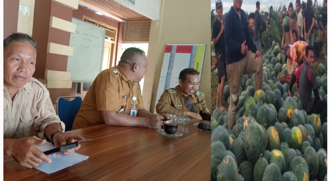 Desa Cinta Kasih Kecamatan Belimbing Dukung Ketahanan Pangan Nasional Holtikultura