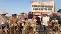 Panen Raya Jagung Kuartal I 2026 di Cikarang Pusat, Polres Metro Bekasi Siapkan Panen Bertahap hingga 50 Hektare Panen Raya Jagung Kuartal I 2026 di Cikarang Pusat, Polres Metro Bekasi Siapkan Panen Bertahap hingga 50 Hektare