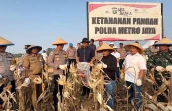 Panen Raya Jagung Kuartal I 2026 di Cikarang Pusat, Polres Metro Bekasi Siapkan Panen Bertahap hingga 50 Hektare