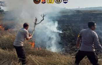 Personel Polsek Pontang Bergerak Cepat Padamkan Kebakaran Lahan Sawah di Desa Linduk